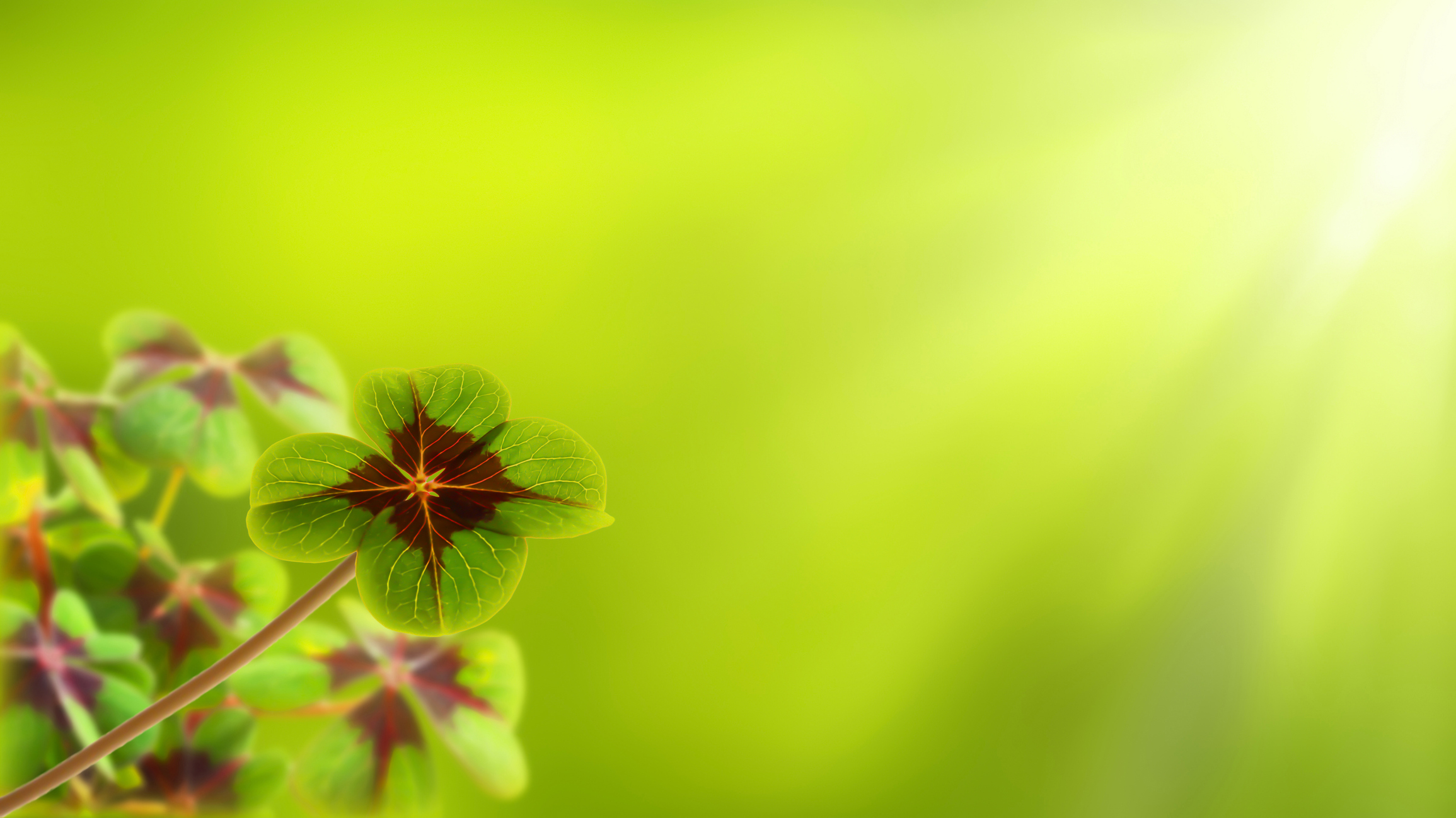 four leaf clover on bright blurred background